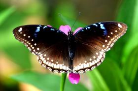 thumbs/butterfly-Great Eggfly Female.jpg.jpg